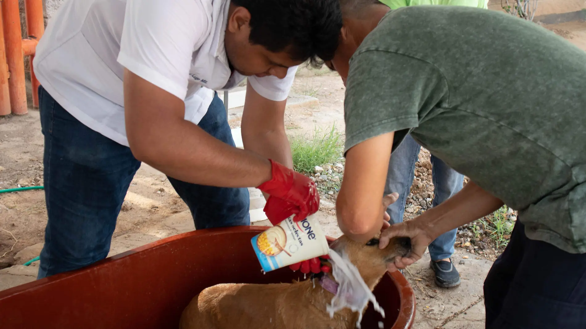 Jornada de salud para animales